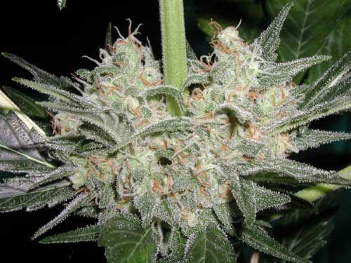 black_widow_strain_review black_widow_strain_review