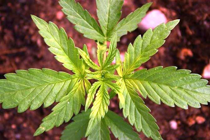 iron-deficiency-marijuana iron-deficiency-marijuana