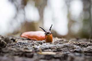 slug-on-soil-of-weed-plant