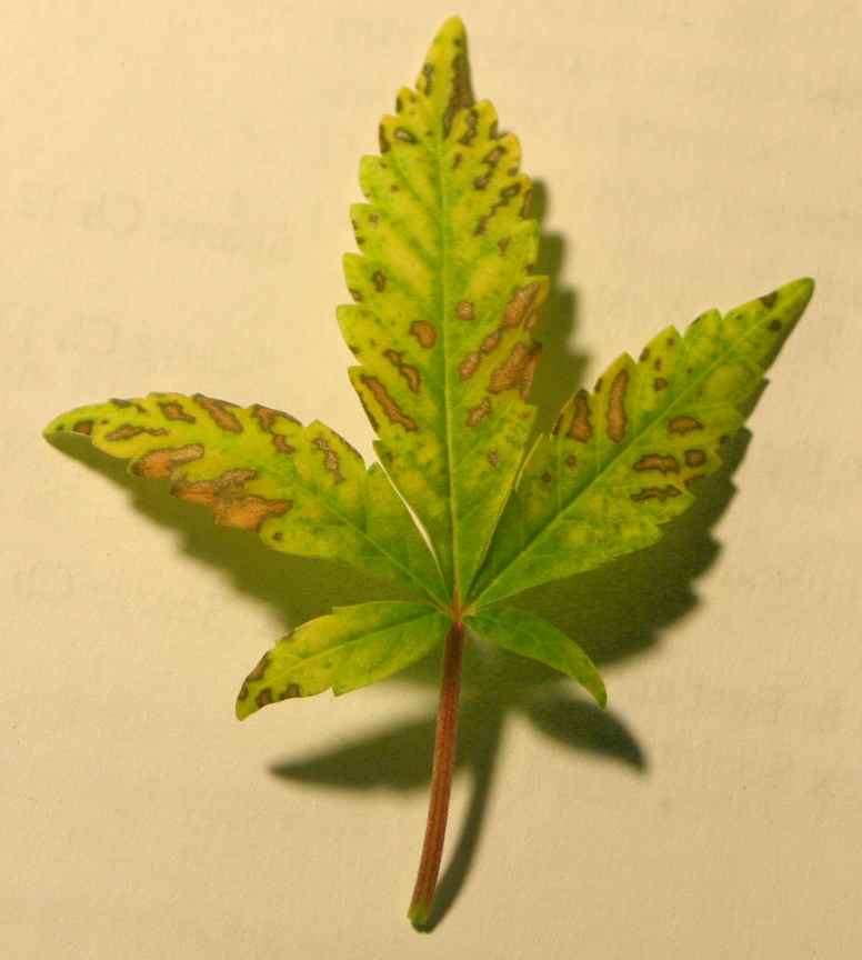Коричневые пятна у листьев конопли купить семена марихуаны индика
