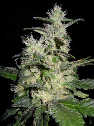 Azure_Haze_strain