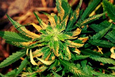 boron-deficiency-cannabis
