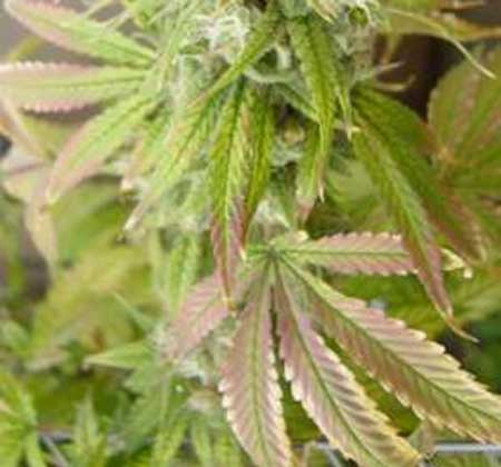 molybdenum-deficiency-cannabis